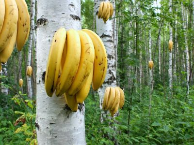 Бананы — плоды березы. Фото: akspic.ru