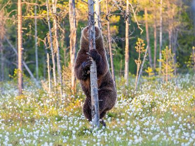 Медведь прячется за деревом. Фото: prosvetlenie.org
