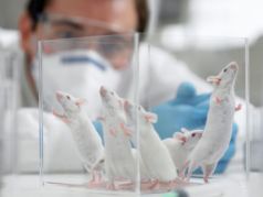 Лабораторные мыши. Фото: bnkomi.ru